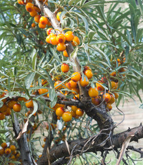 sea buckthorn berry