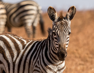 Fototapeta na wymiar Zebra head shot with grassland and blue sky in the background.