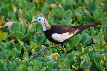 Pheasant-tailed Jacama bird