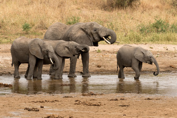 Elephant family group drinking at a water hole.