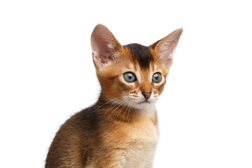 Closeup Portrait of Cute Abyssinian Kitty interesting Lookings on Isolated White Background, front view