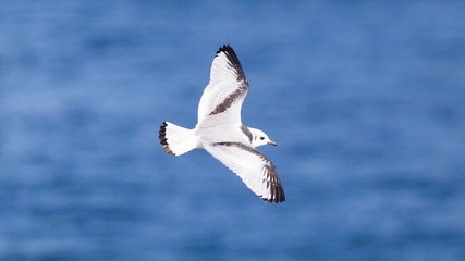 Black-legged kittiwake flying