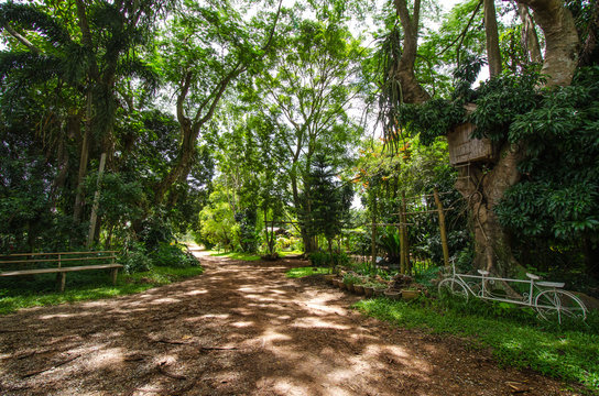 Walkway lane path with green trees in garden.