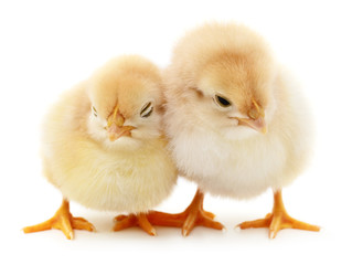 Fototapeta premium Two yellow chickens.