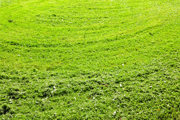 Green background of freshly cut grass. Natural texture of field.