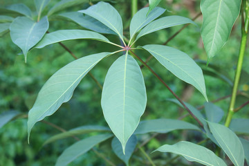 green leaf of Bombax ceiba tree