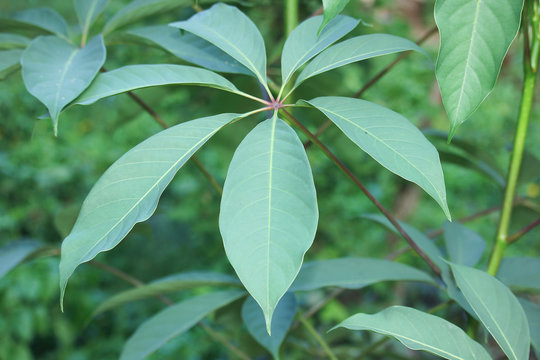 Fototapeta  green leaf of Bombax ceiba tree