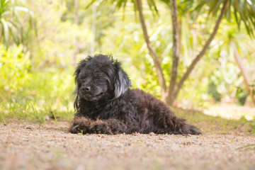 The Dog hair black in The Park 