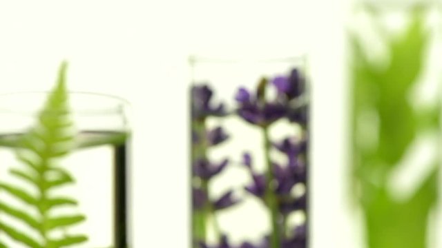 Laboratory, Fern, lavender, rosemary and mint in test tubes