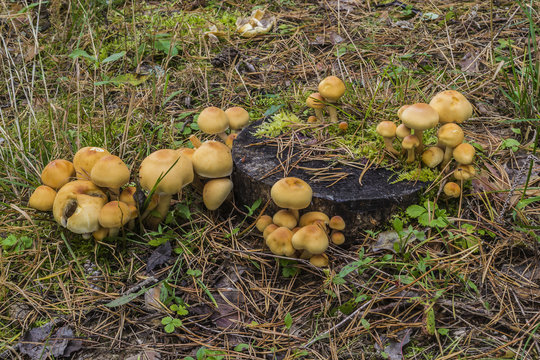 Mushrooms on old stump