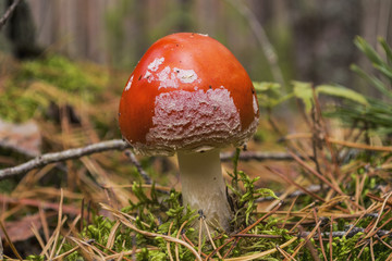 Mushroom Fly agaric