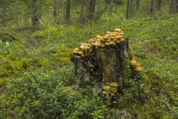 Mushrooms on old stump