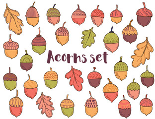 Vector collection with acorns and leaves