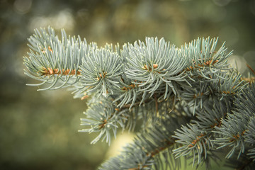 Blue spruce branches on a green background