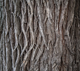 Кора старого дерева © Andrey Lapshin