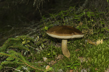 Mushroom Boletus grows in forest