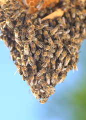 rój pszczół na plastrze miodu