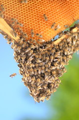 rój pszczół na plastrze miodu - obrazy, fototapety, plakaty