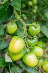 Green tomatoes