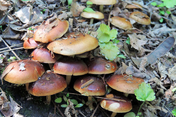 Mushrooms of toadstool in the forest