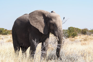 Fototapeta na wymiar Namibia 277 - Afrikanischer Elefant im Etoscha Nationalpark