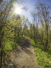 Obraz premium beautiful forest in a botanical garden. North of Russia