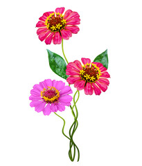 Autumn flowers zinnias isolated on white background