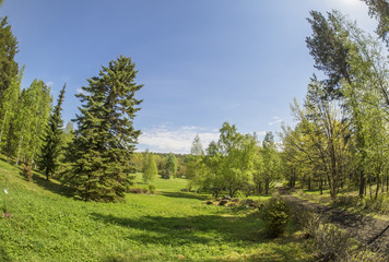 beautiful forest in a botanical garden. North of Russia