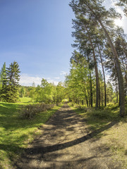Fototapeta premium beautiful forest in a botanical garden. North of Russia