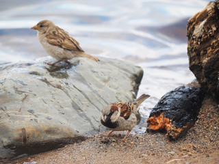 Sparrow on the lake