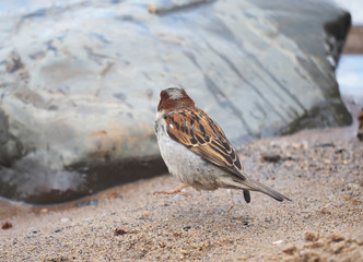 Sparrow on the lake