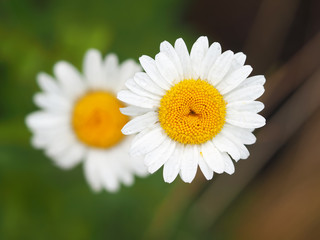 Obraz premium Chamomile in the forest