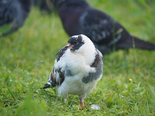 portrait of a dove