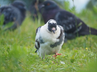 portrait of a dove