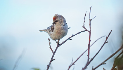 Carduelis flammea bird on a branch