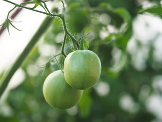 tomatoes in the greenhouse