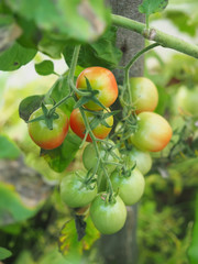 tomatoes in the greenhouse
