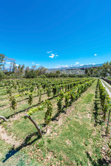 Fototapeta na wymiar Vineyards in Payogasta in Salta, Argentina.
