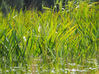 water plant