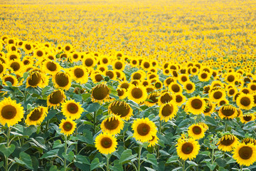 Field with sunflowers