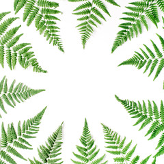fern branches frame isolated on white background. flat lay, top view