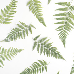 fern branches pattern isolated on white background. flat lay, top view