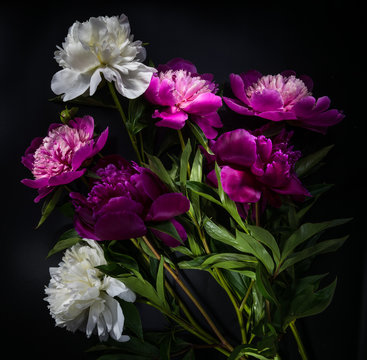 Fototapeta peony flower on black background