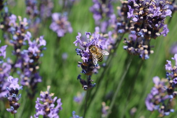 Bee on purple blooming lavender, Germany