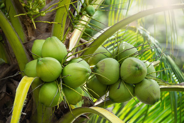 Naklejka premium Green coconuts hanging on tree
