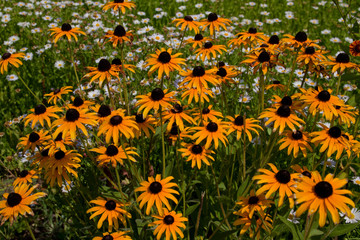 Summer floral background from bright yellow rudbeckia flowers, Asteraceae family. These flowers also called Black-eyed Susan