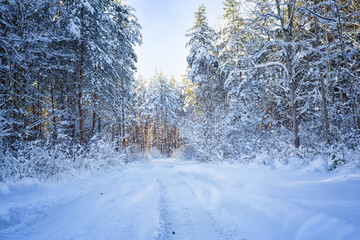 Trees in snow in the winter wood. Forest road. Latvia. Europe.