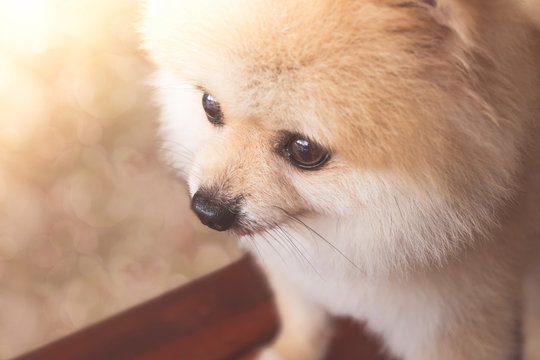 Pomeranian dog portrait with  bokeh background