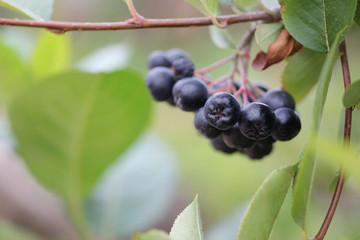 ripe chokeberry on a twig