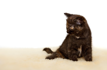 Portrait of British Shorthair Kitten sitting, black tortie color.